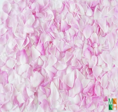  Tranh dán tường Hàn Quốc cánh hoa đẹp FW - 289